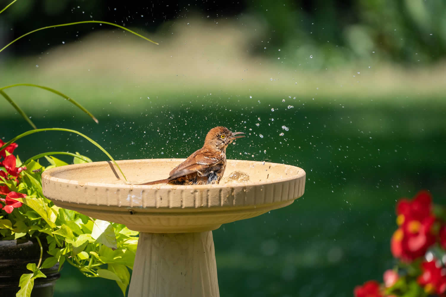making your dream yard