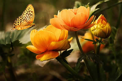 flower design