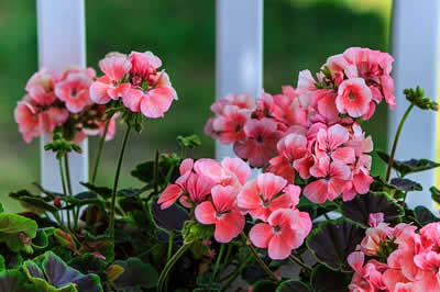 flower design
