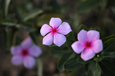 flower design