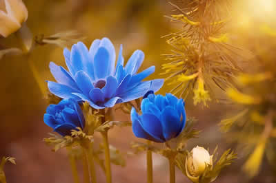 flowers