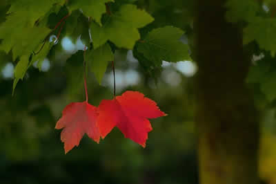 trees