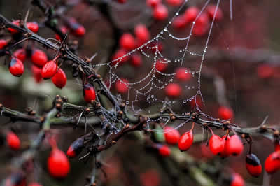 shrubs