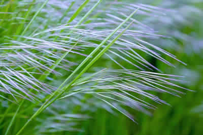 grass