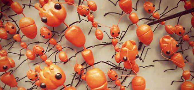 How To Reduce The Damage Done By Pests On A Property?