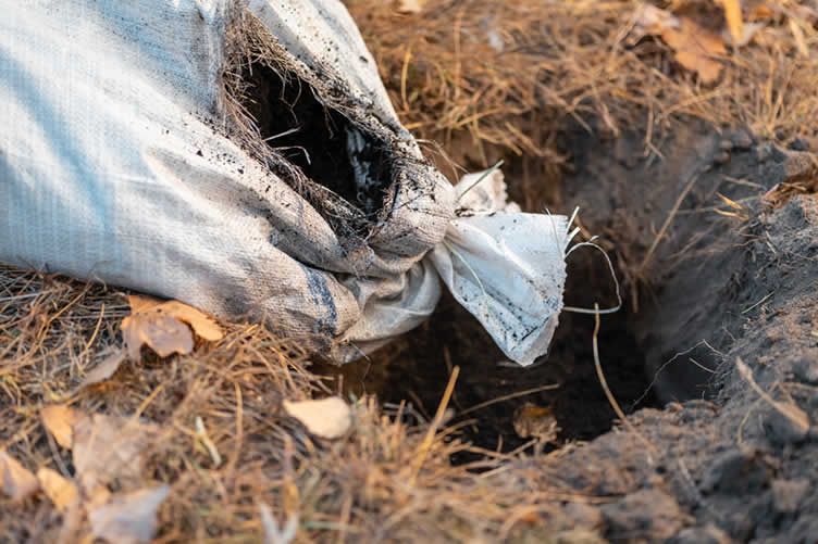 how to grow grass after tree removal