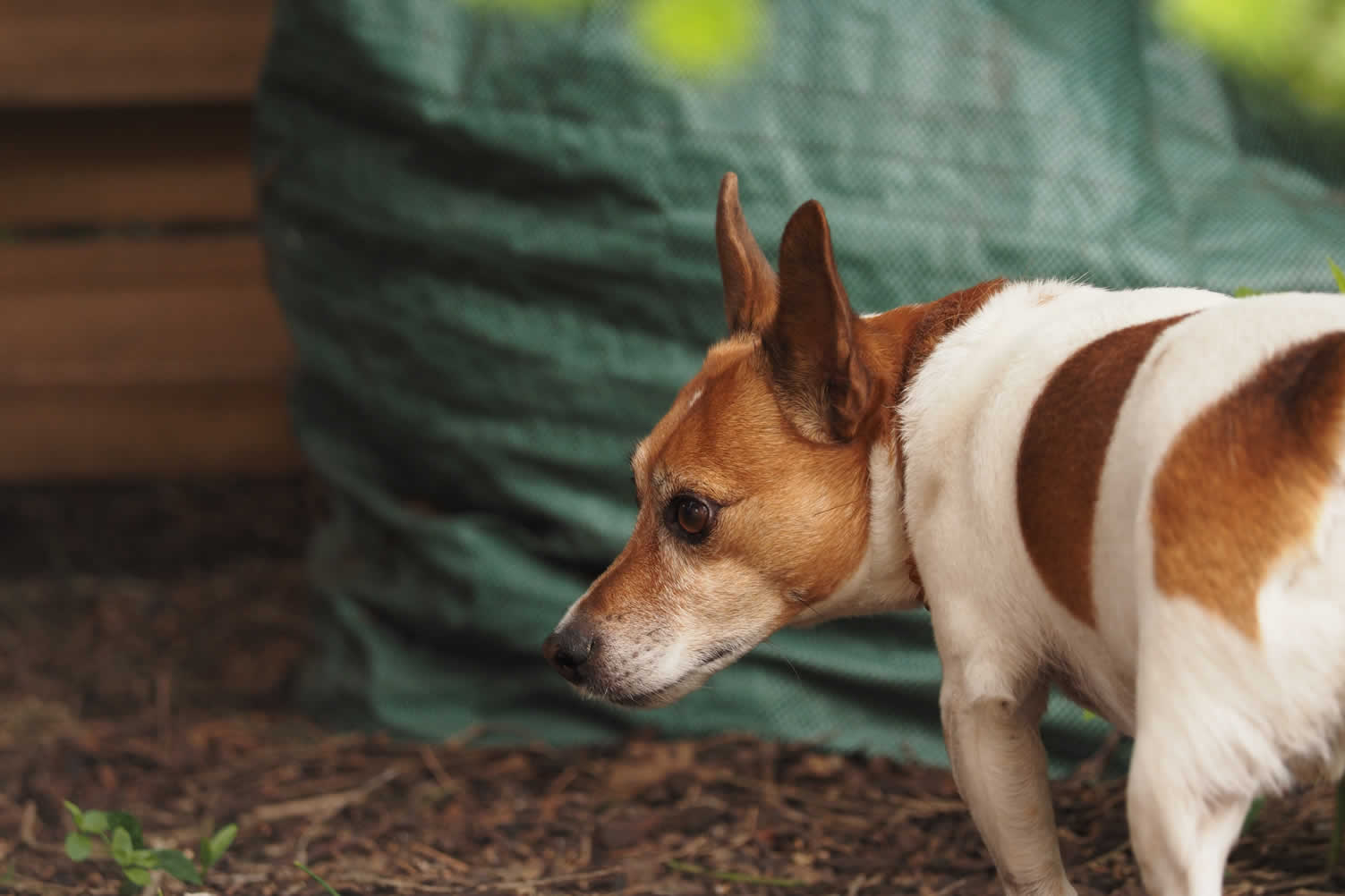 pet-friendly landscaping ideas