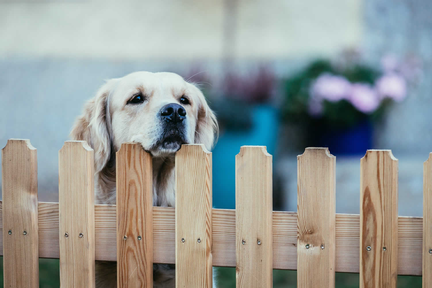 pet-friendly landscaping ideas