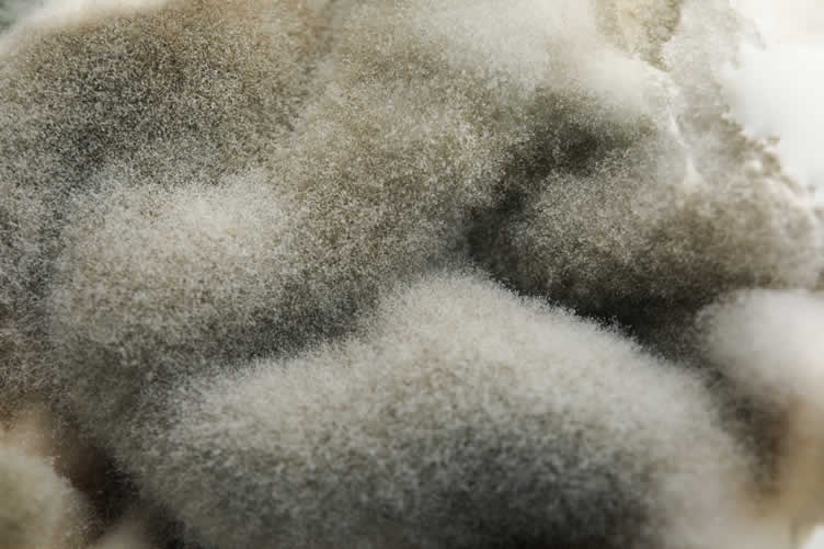 indoor air pollution