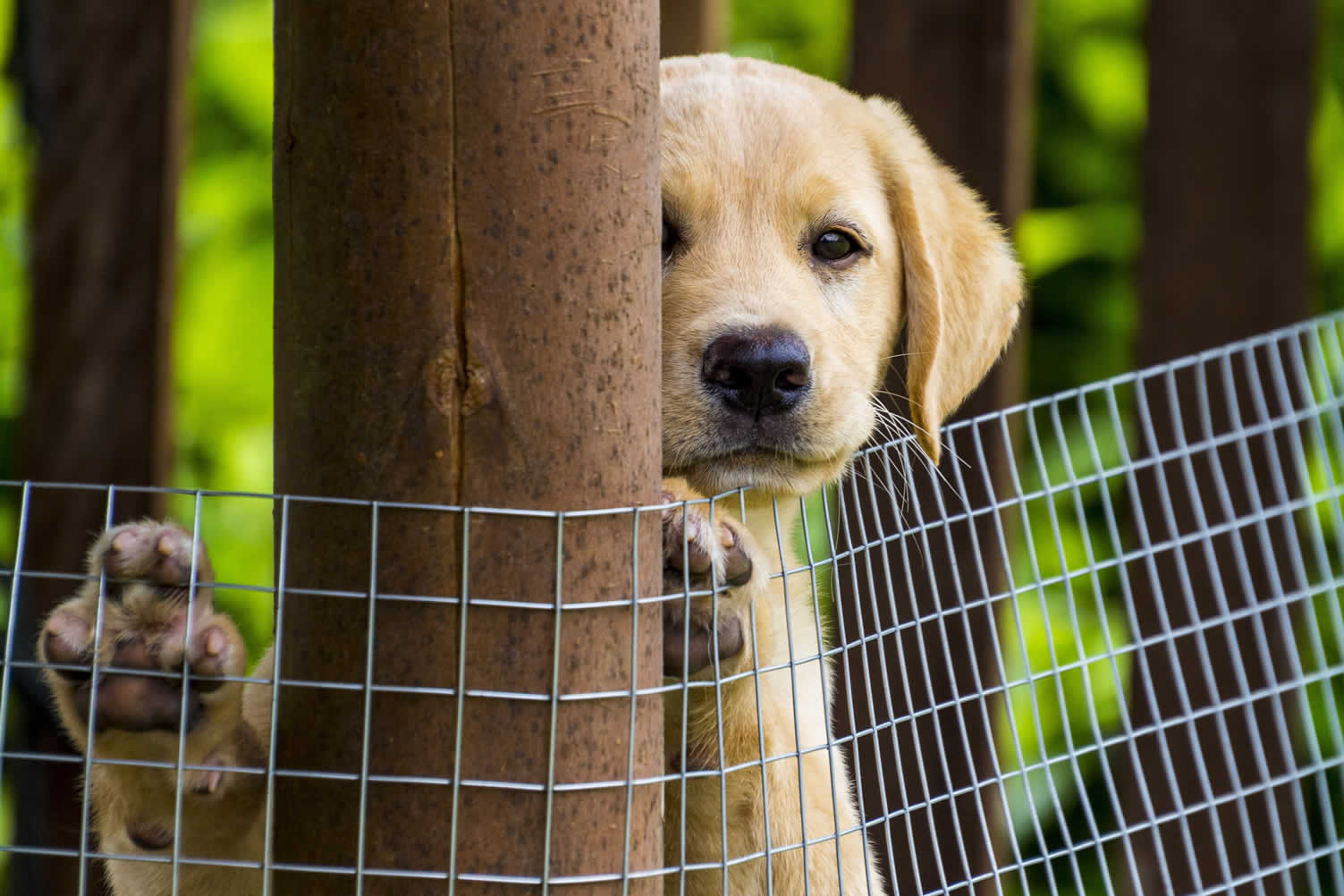 how to remodel the house exterior for your dogs