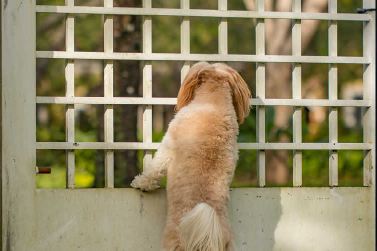 how to remodel the house exterior for your dogs