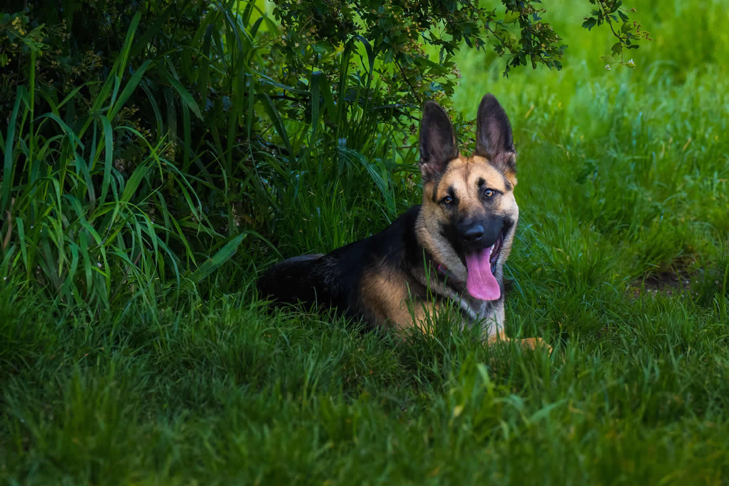 how to remodel the house exterior for your dogs