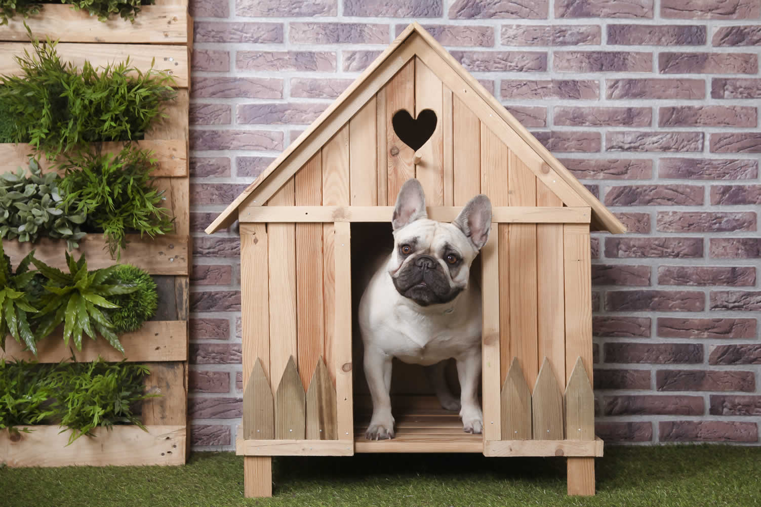 how to remodel the house exterior for your dogs