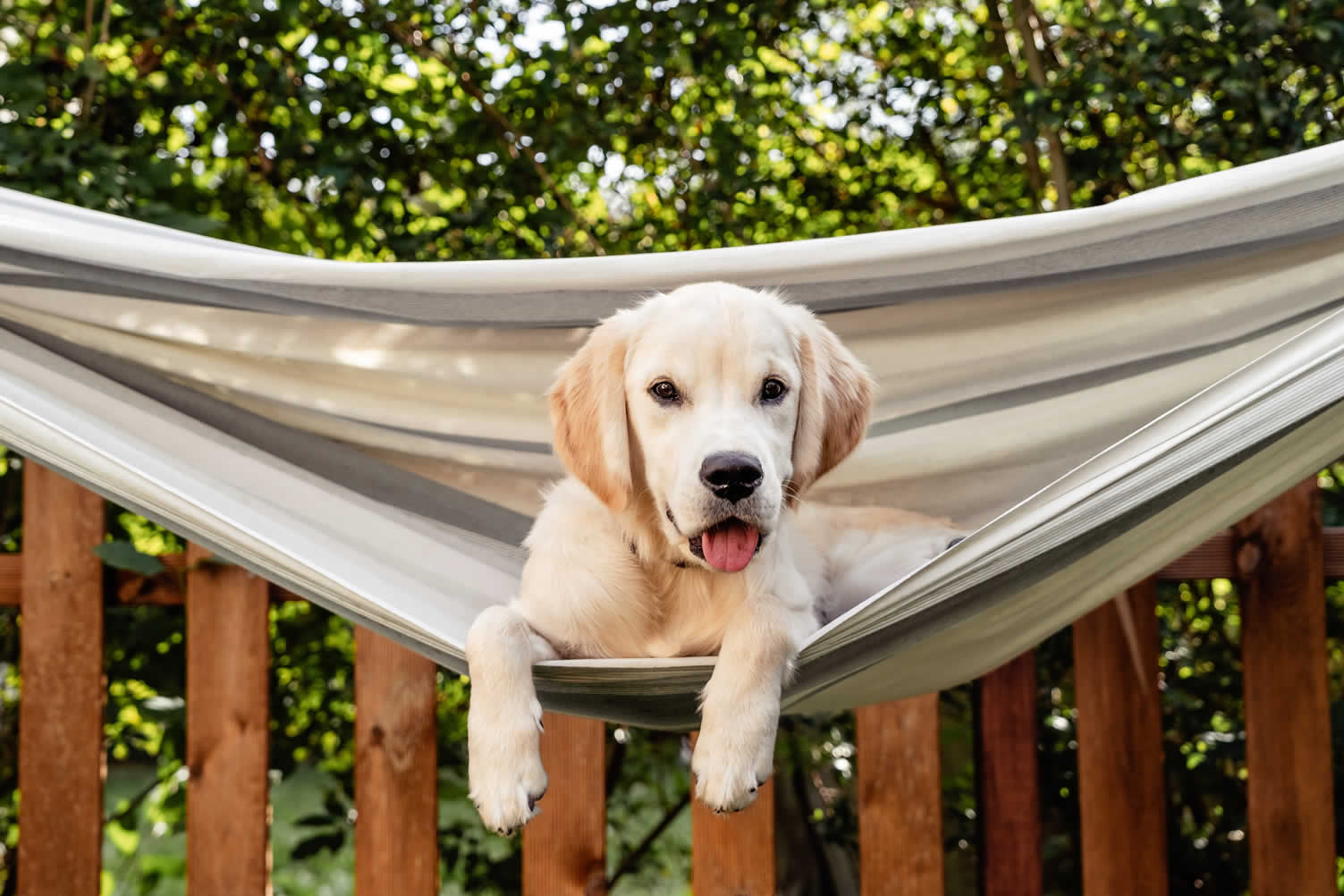 how to remodel the house exterior for your dogs
