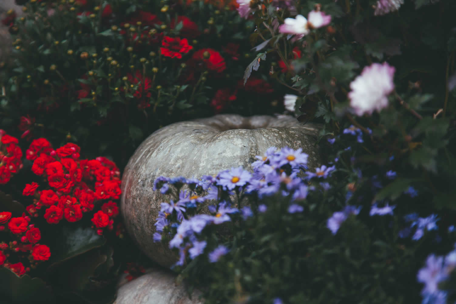 creating a colorful garden oasis