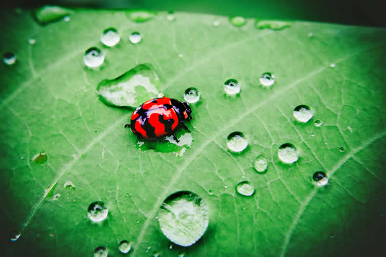 backyard wildlife