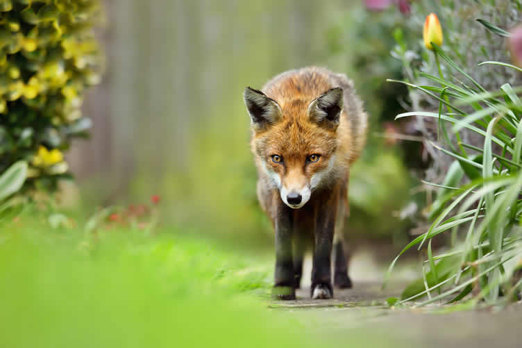 backyard wildlife