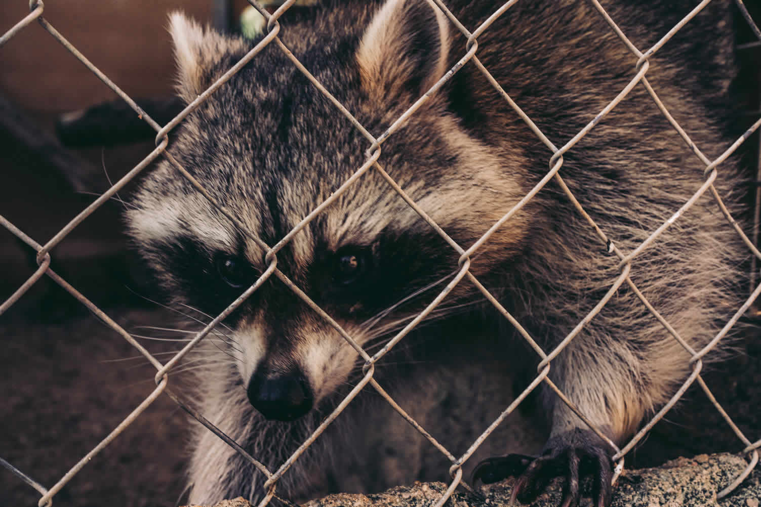 backyard wildlife
