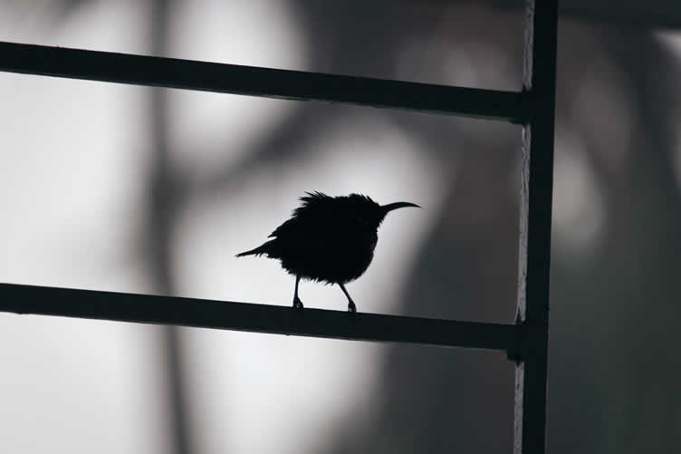 backyard wildlife