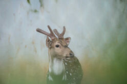 Backyard Wildlife: How to Invite, Control, and Remove When Necessary