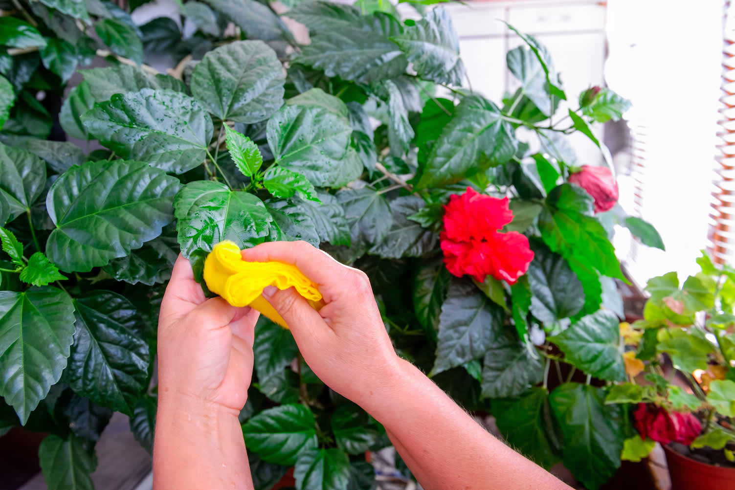 flower path decoration