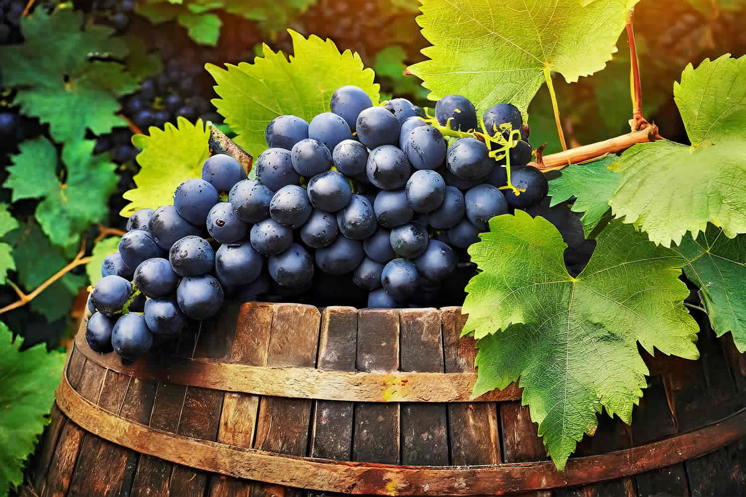 growing grapes in wine barrels