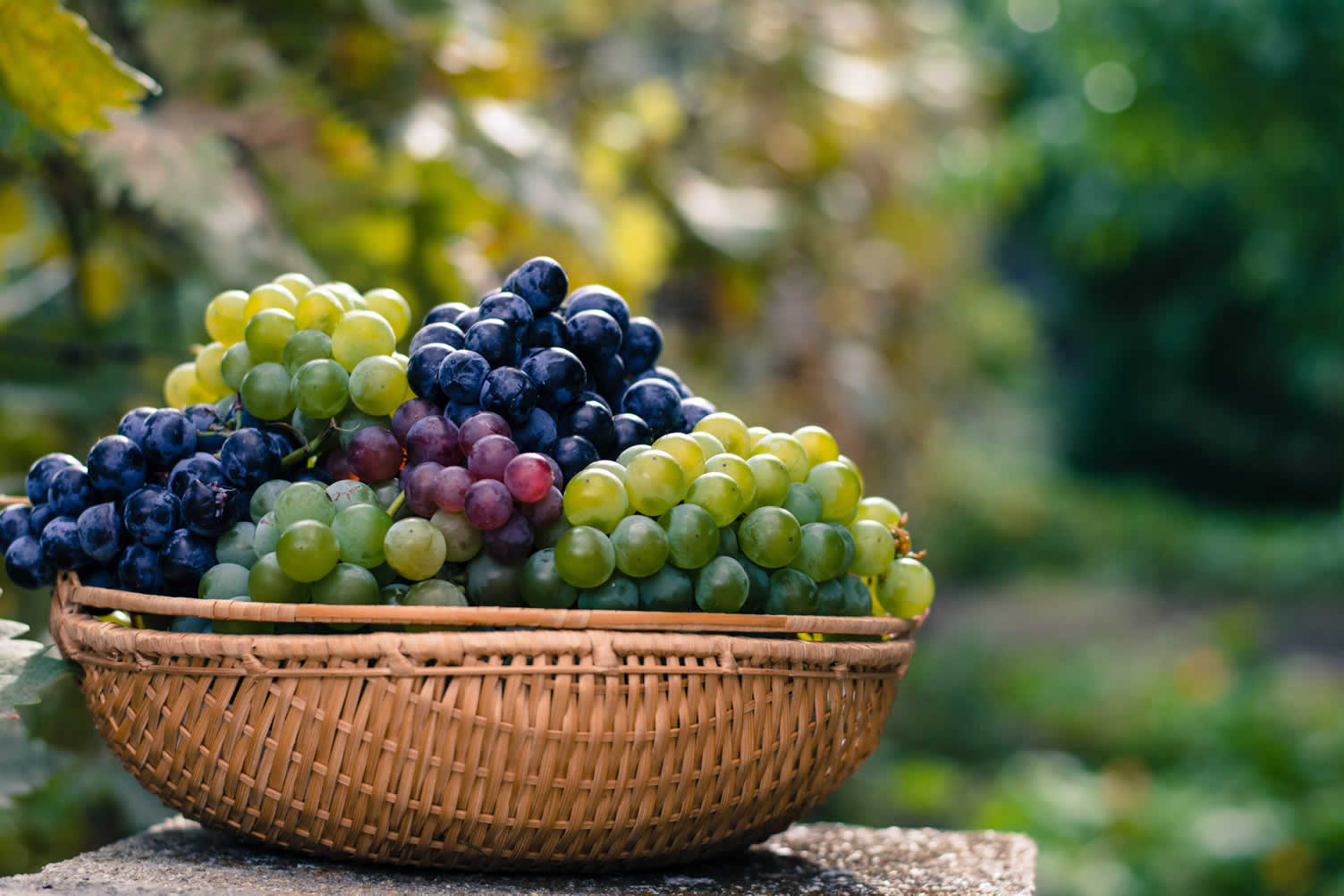 growing grapes in wine barrels