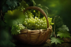 From Vine to Vineyard: Growing Grapes in Wine Barrels at Home