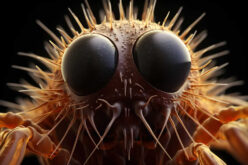Effective Methods for a Pest-Free Home