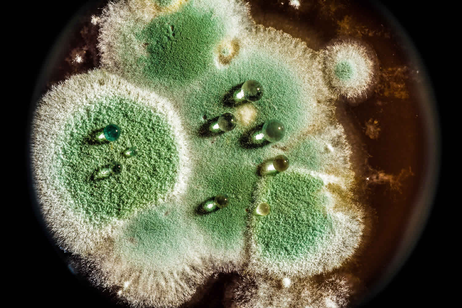 understanding mold growth