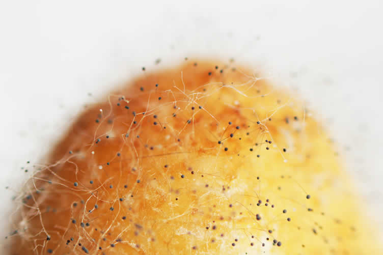 understanding mold growth
