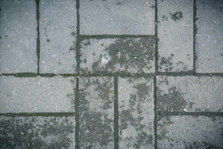 understanding mold growth