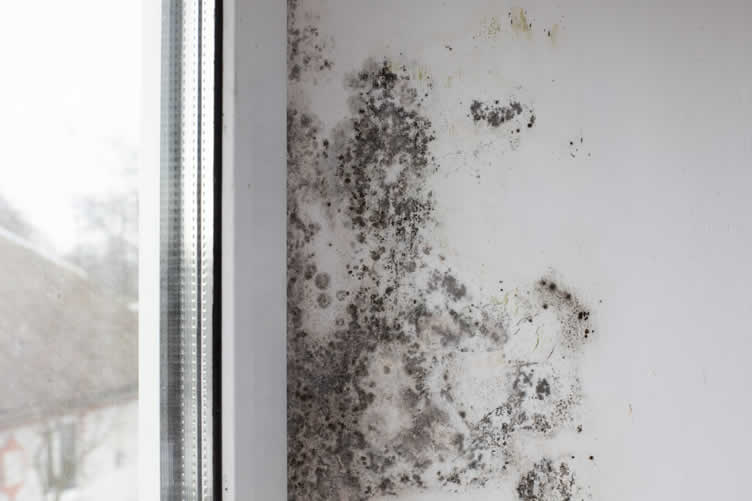 understanding mold growth