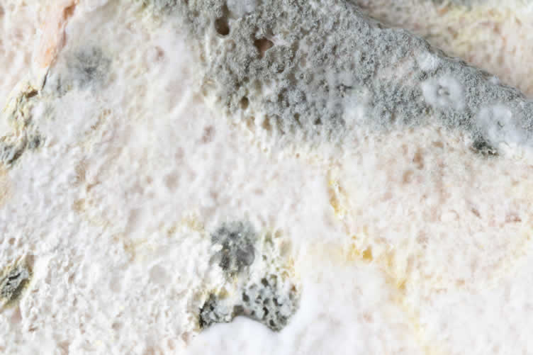 understanding mold growth
