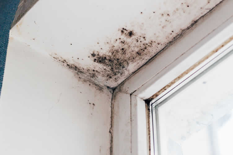 understanding mold growth