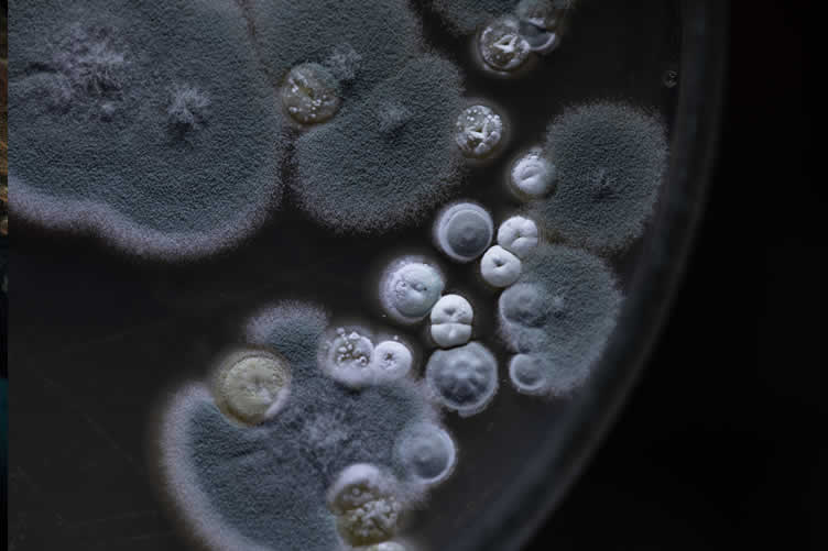 understanding mold growth