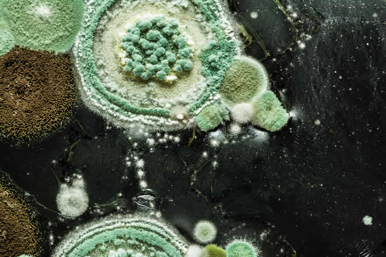 understanding mold growth