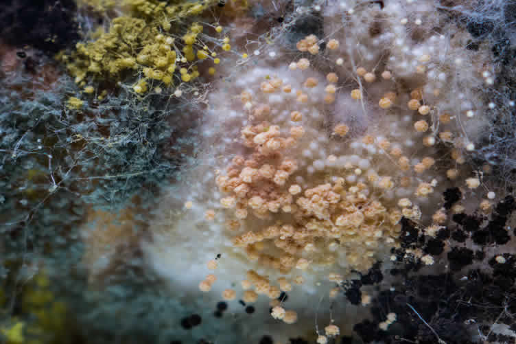 understanding mold growth
