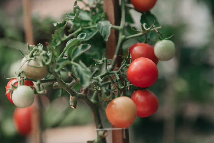 micro-homesteading