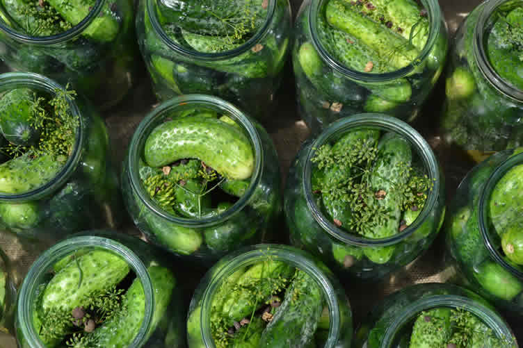 micro-homesteading