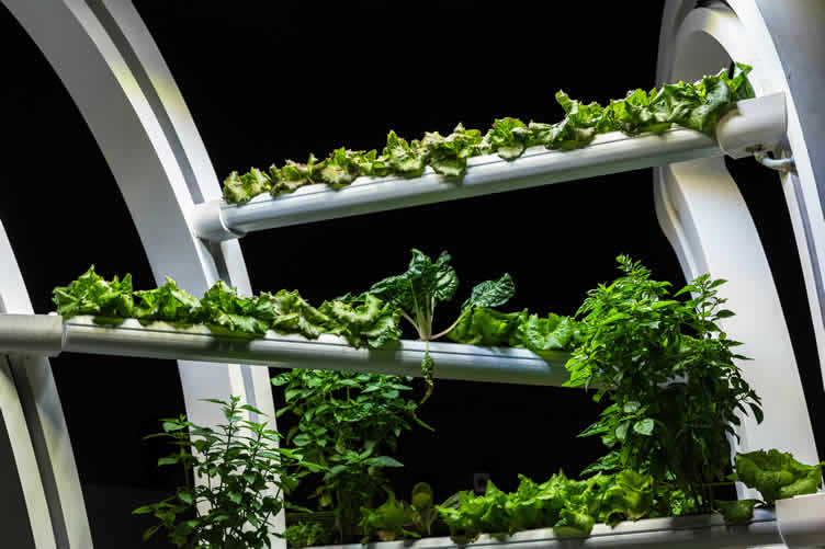 micro-homesteading