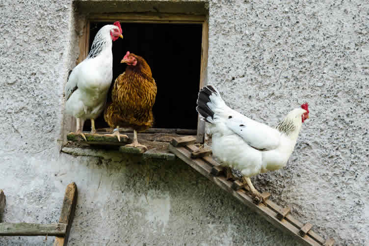 micro-homesteading