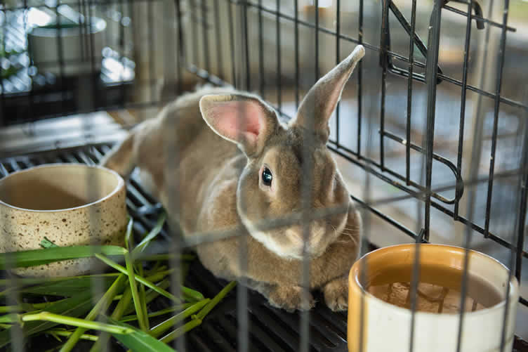 micro-homesteading