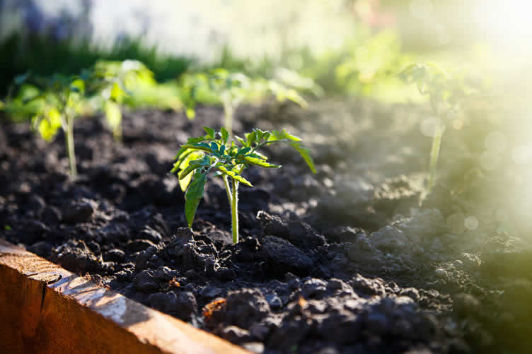 landscape garden beds