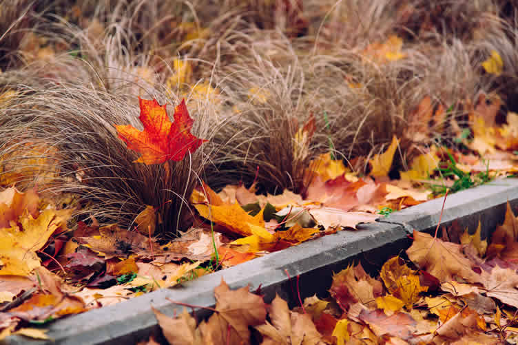give your garden a new life