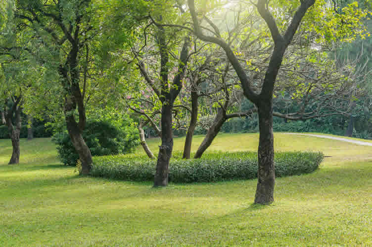give your garden a new life