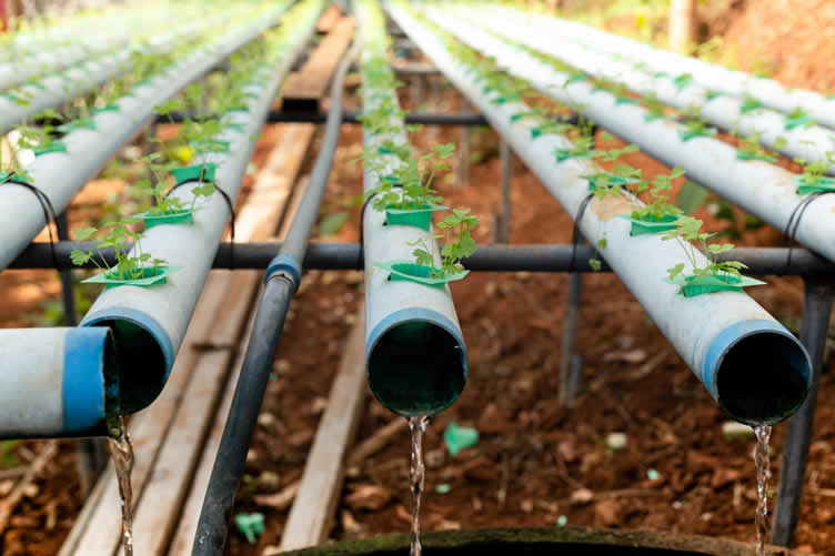 hydroponic garden