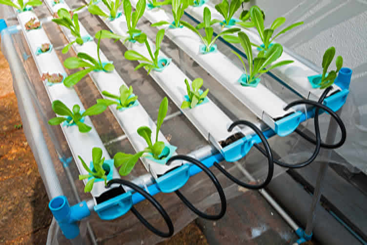 hydroponic garden