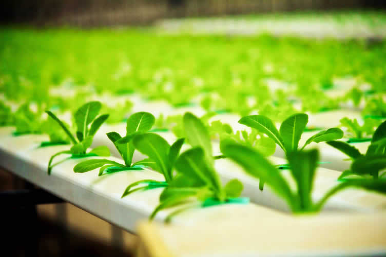 hydroponic garden