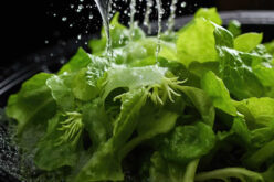 Hydroponic Garden – An Illustration of How to Backyard Paradise